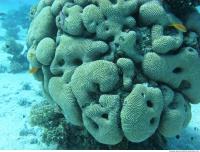 Brain coral Diploria cerebriformis 7